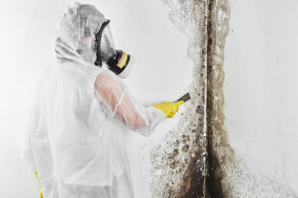 Contra Costa Centre, CA Mold Remediation Company