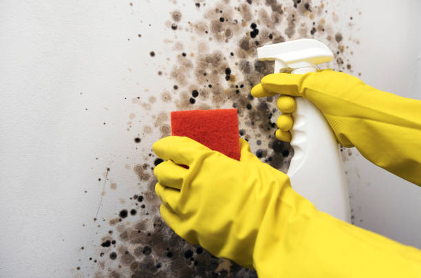 Best Bathroom Mold Remediation in Contra Costa Centre, CA