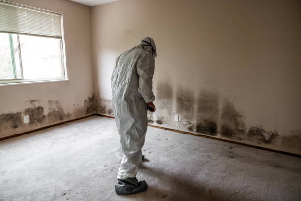 Best Residential Mold Remediation in Contra Costa Centre, CA