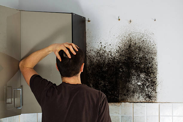 Best Emergency Mold Remediation in Contra Costa Centre, CA
